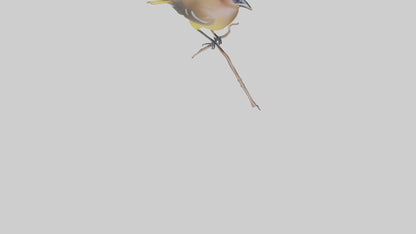 Cedar Waxwing perched model 3D model