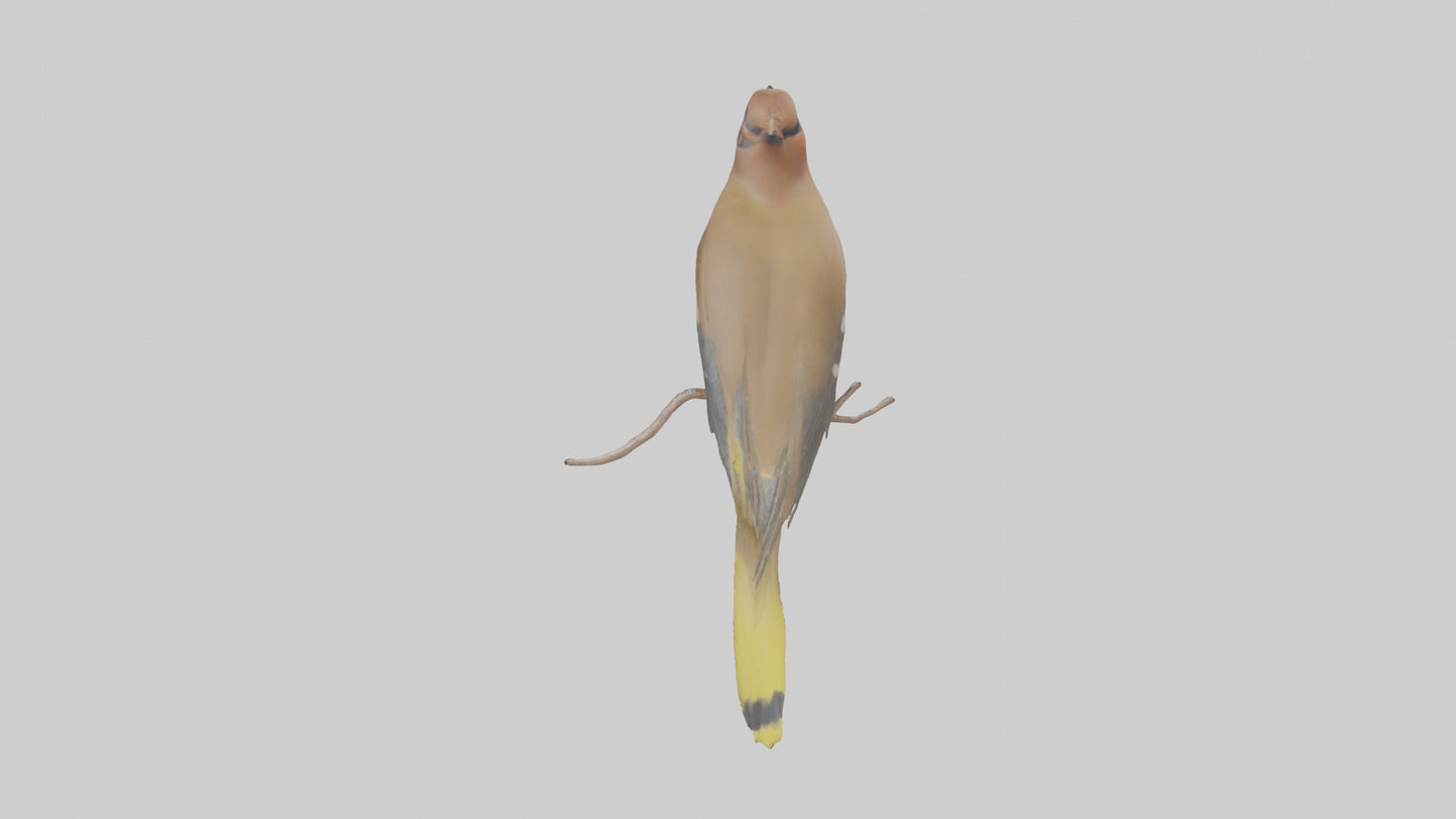 Cedar Waxwing perched model 3D model