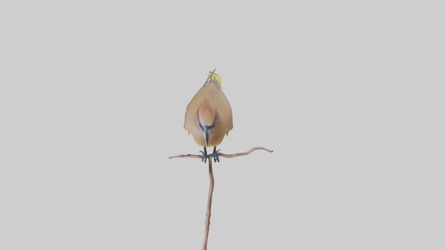 Cedar Waxwing perched model 3D model