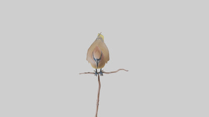 Cedar Waxwing perched model 3D model