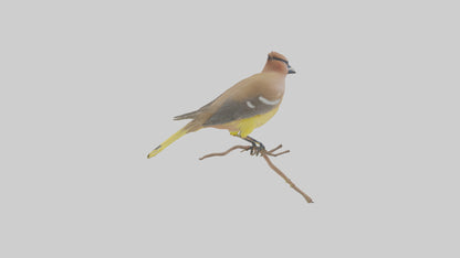 Cedar Waxwing perched model 3D model