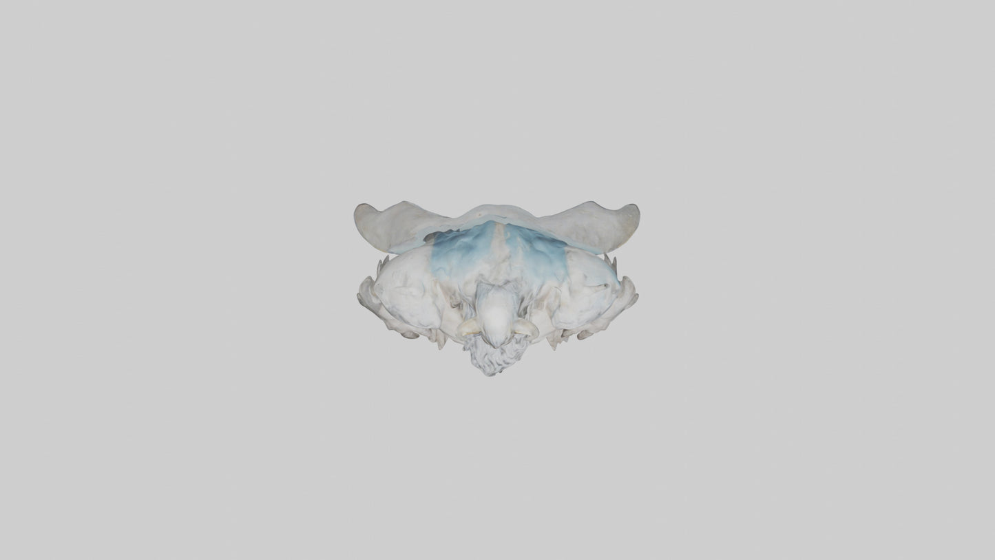 Celestial Giant model VR / AR / low-poly