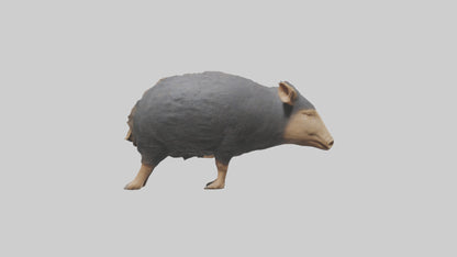 Chacoan Peccary digging model VR / AR / low-poly