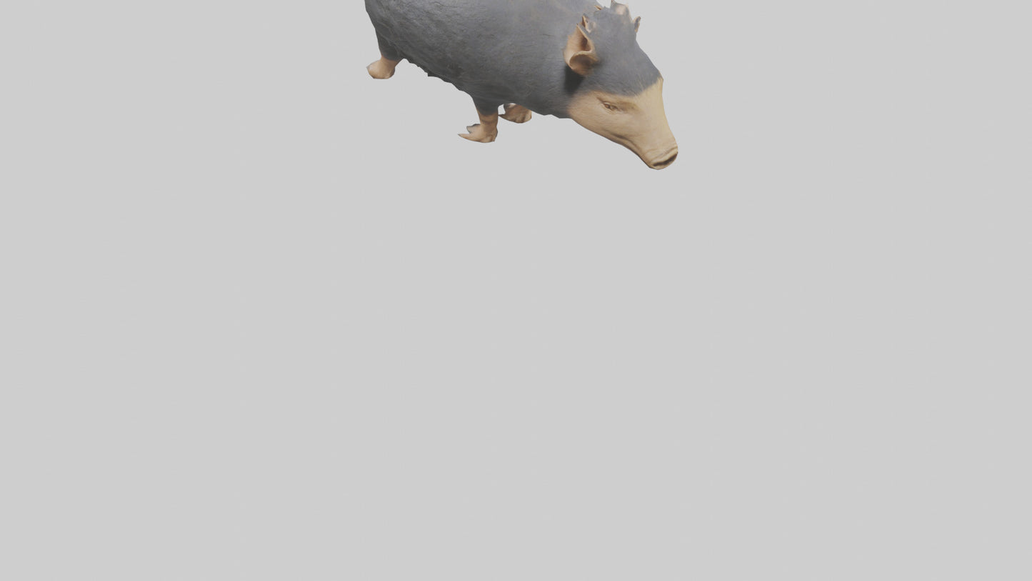 Chacoan Peccary digging model VR / AR / low-poly
