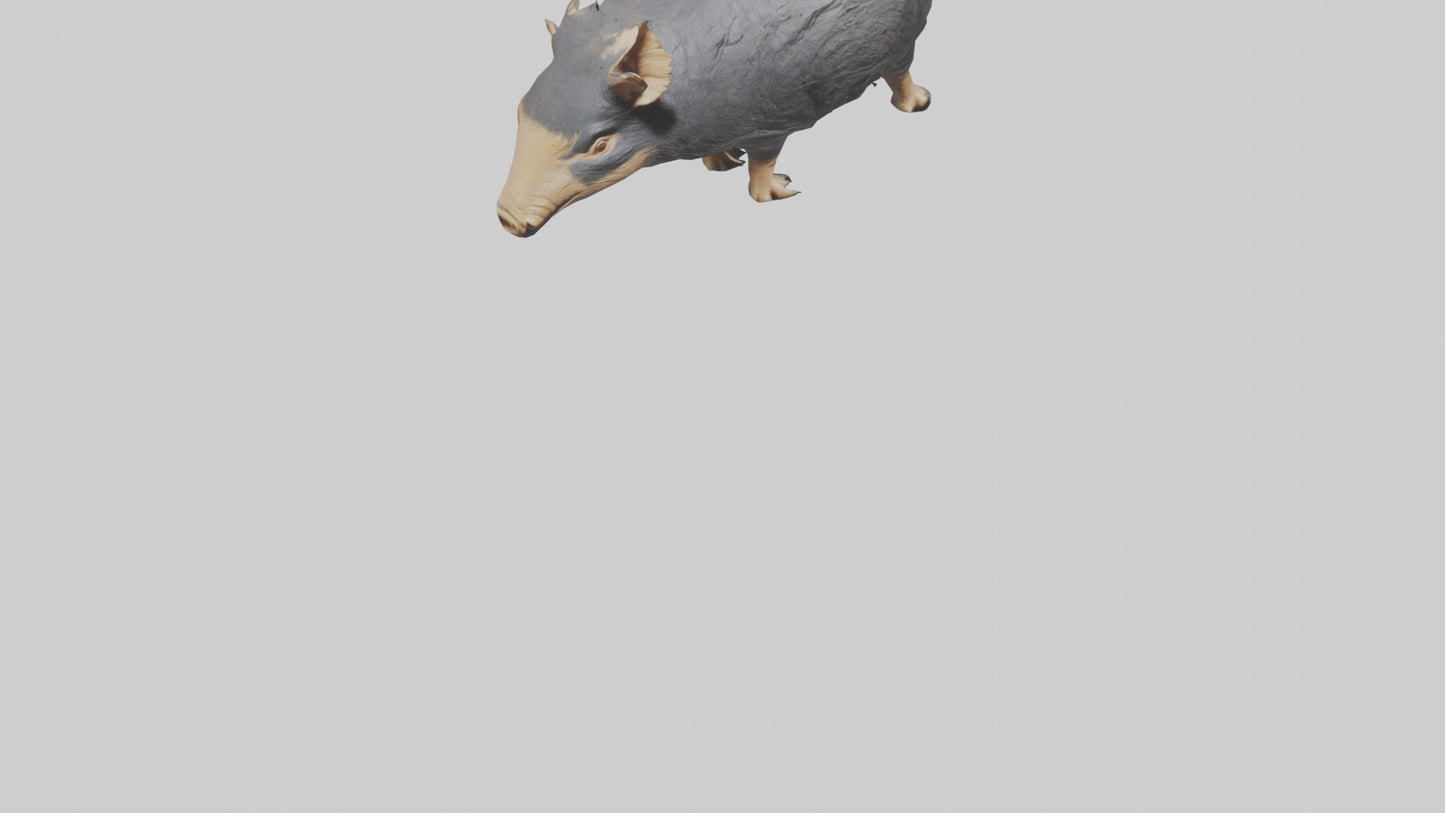 Chacoan Peccary digging model VR / AR / low-poly