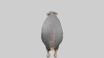 Chacoan Peccary digging model VR / AR / low-poly