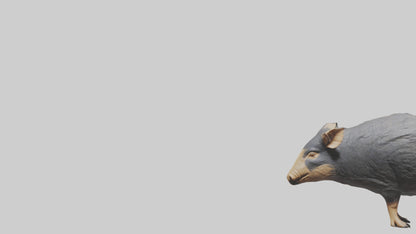 Chacoan Peccary digging model VR / AR / low-poly