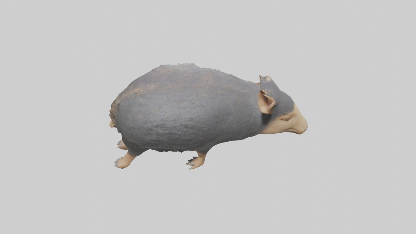 Chacoan Peccary digging model VR / AR / low-poly
