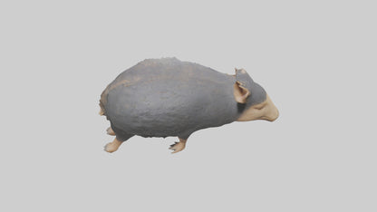 Chacoan Peccary digging model VR / AR / low-poly