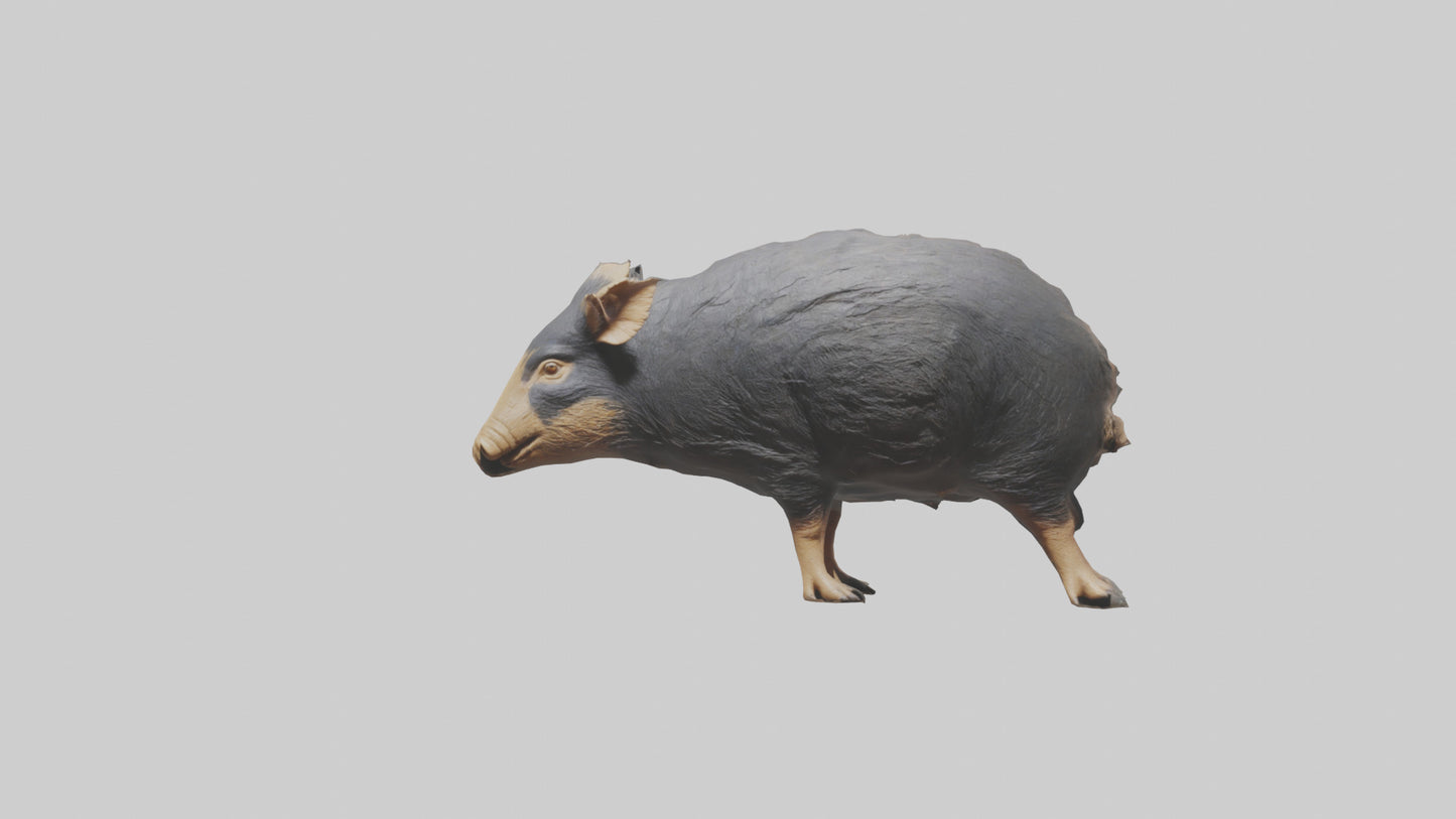 Chacoan Peccary digging model VR / AR / low-poly