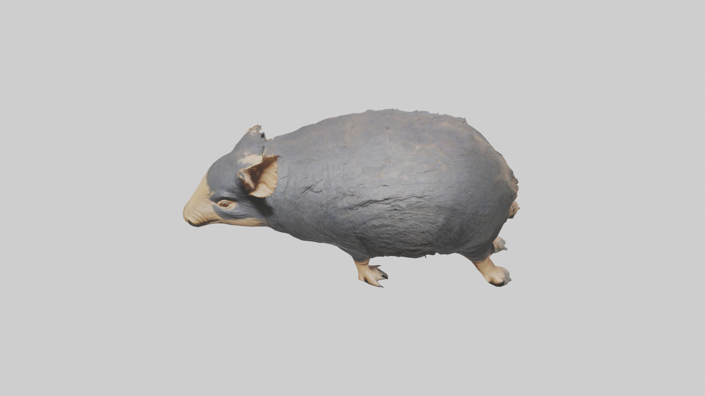 Chacoan Peccary digging model VR / AR / low-poly