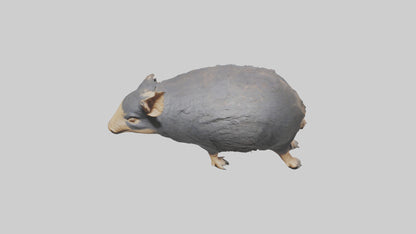 Chacoan Peccary digging model VR / AR / low-poly