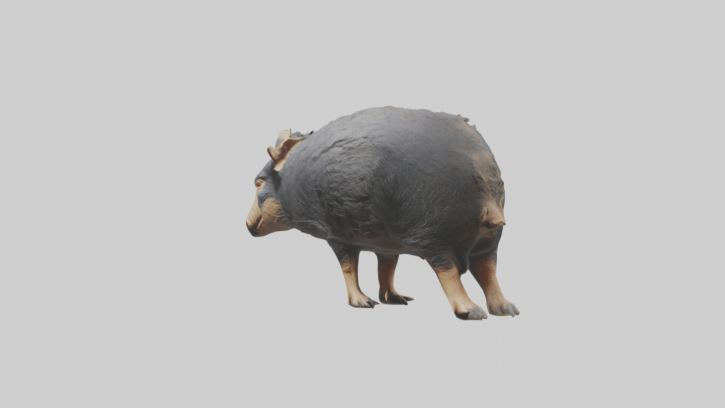 Chacoan Peccary digging model VR / AR / low-poly
