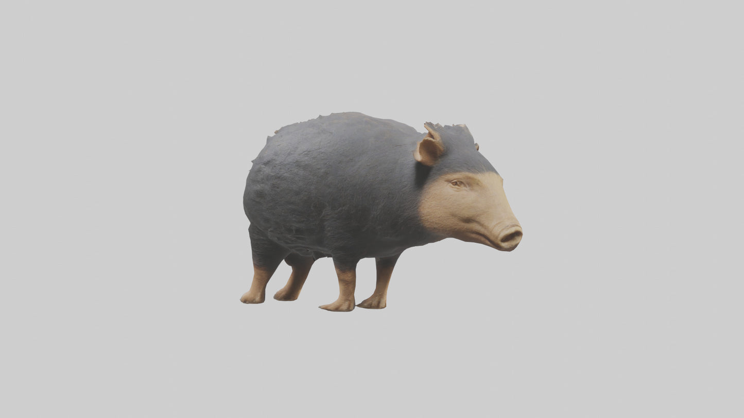 Chacoan Peccary digging model VR / AR / low-poly