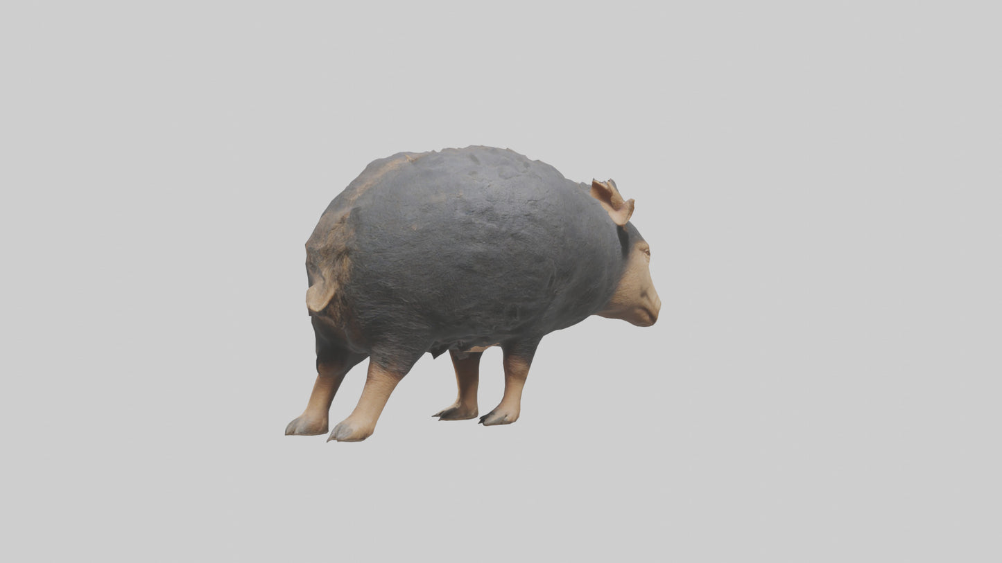 Chacoan Peccary digging model VR / AR / low-poly