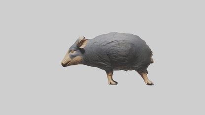 Chacoan Peccary digging model VR / AR / low-poly