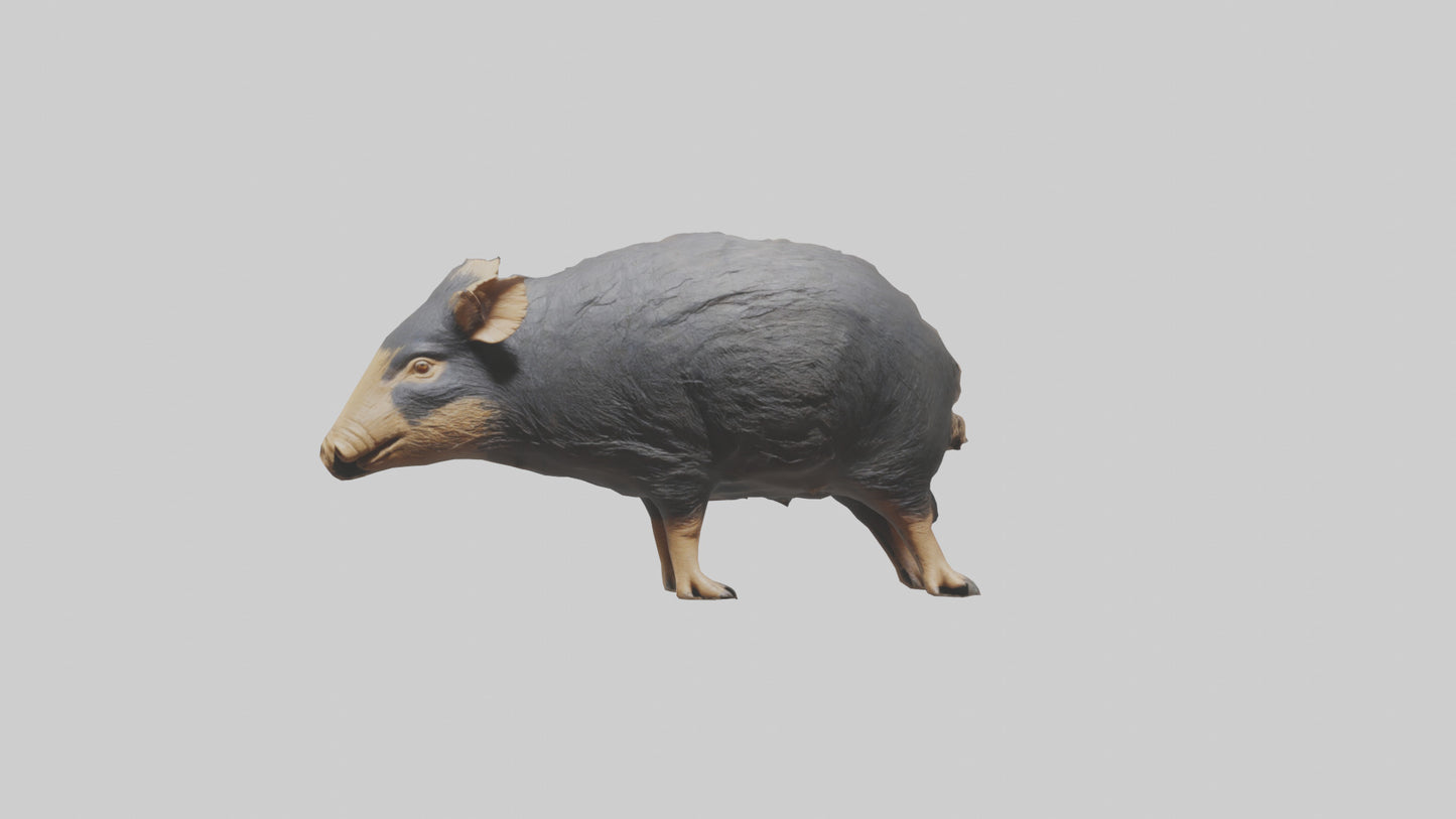 Chacoan Peccary digging model VR / AR / low-poly