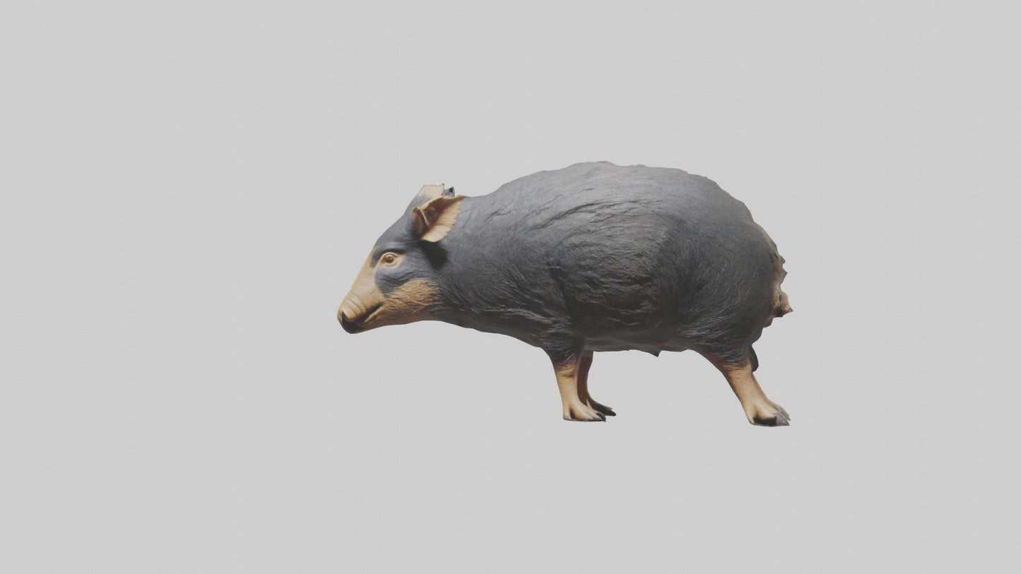 Chacoan Peccary digging model VR / AR / low-poly