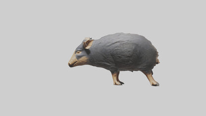 Chacoan Peccary digging model VR / AR / low-poly