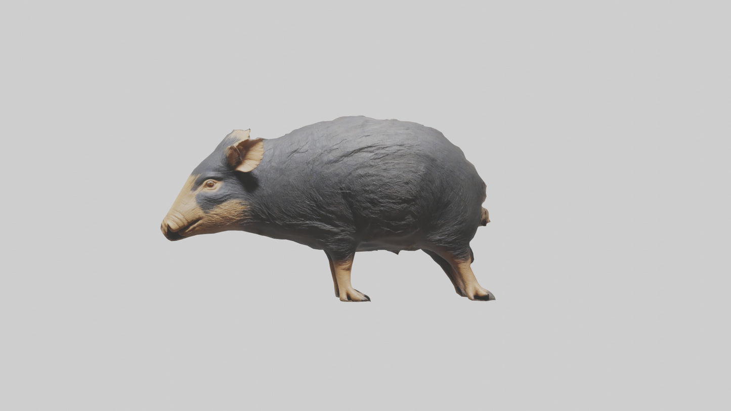 Chacoan Peccary digging model VR / AR / low-poly