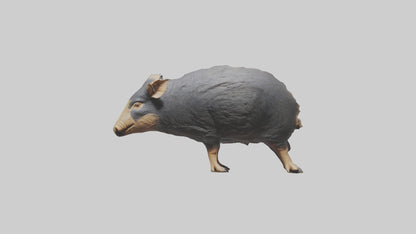 Chacoan Peccary digging model VR / AR / low-poly