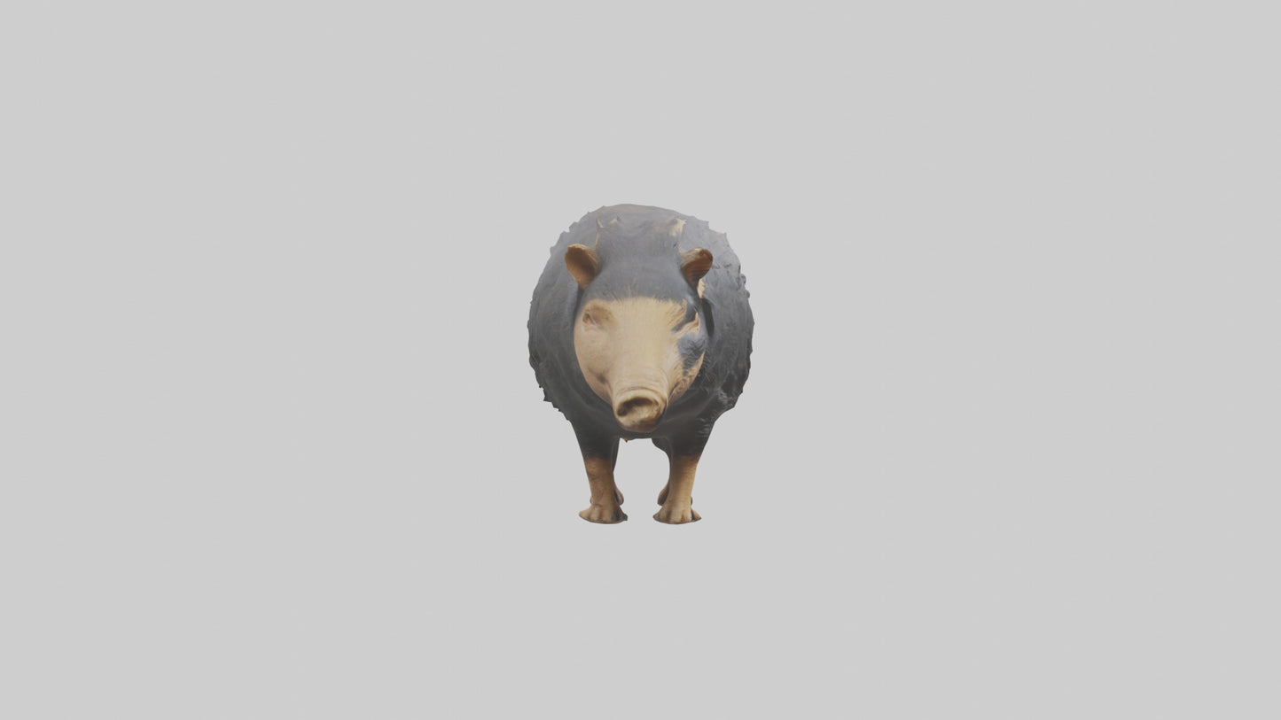 Chacoan Peccary digging model VR / AR / low-poly