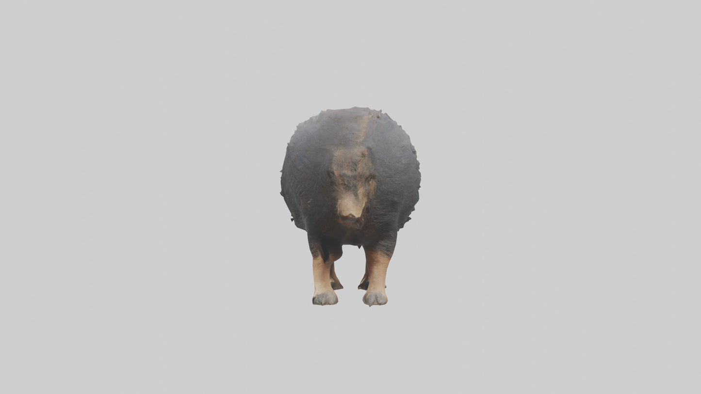 Chacoan Peccary digging model VR / AR / low-poly