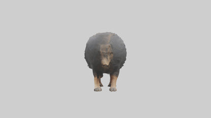 Chacoan Peccary digging model VR / AR / low-poly