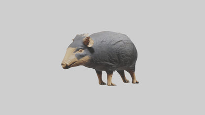 Chacoan Peccary digging model VR / AR / low-poly