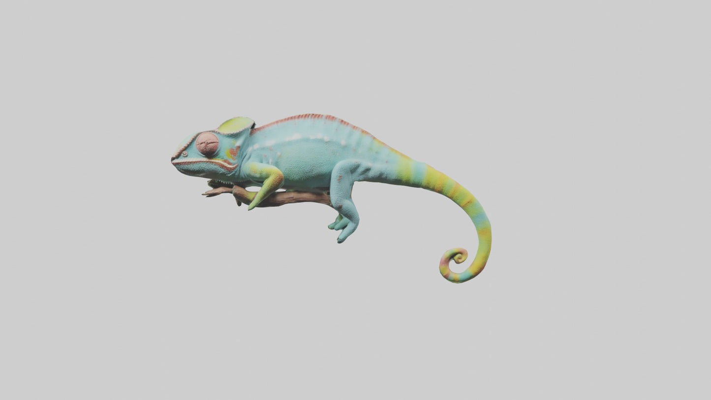 Chameleon climbing branch model VR / AR / low-poly