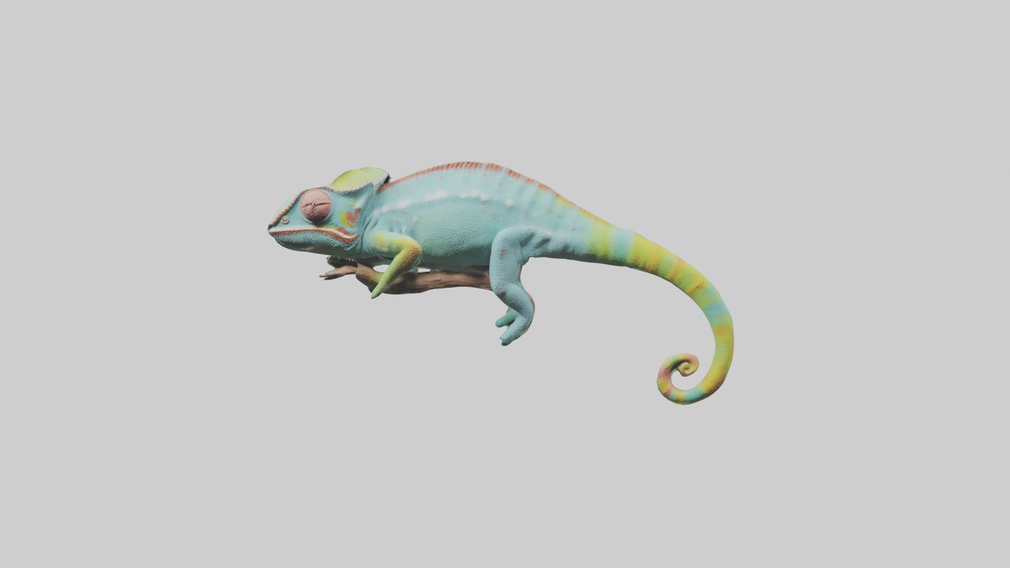 Chameleon climbing branch model VR / AR / low-poly