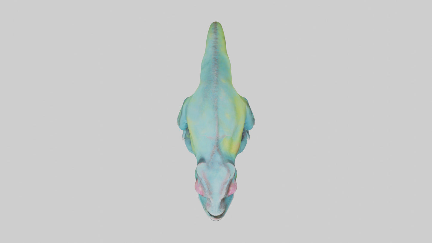 3D model Chameleon Eyes Model VR / AR / low-poly