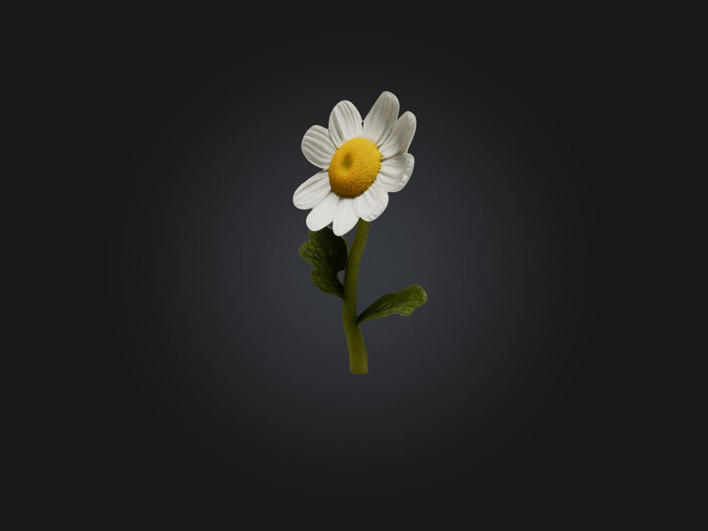 3D model Chamomile Model VR / AR / low-poly