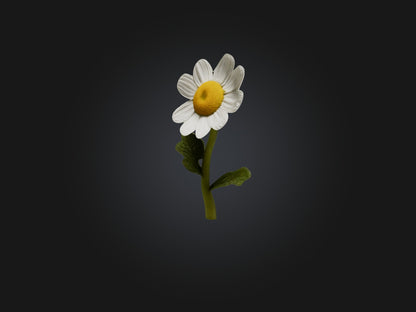 3D model Chamomile Model VR / AR / low-poly