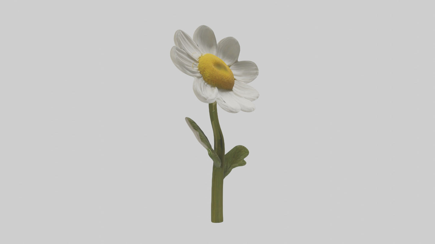 3D model Chamomile Model VR / AR / low-poly