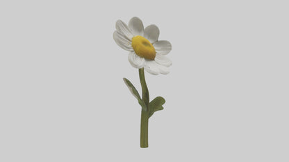 3D model Chamomile Model VR / AR / low-poly