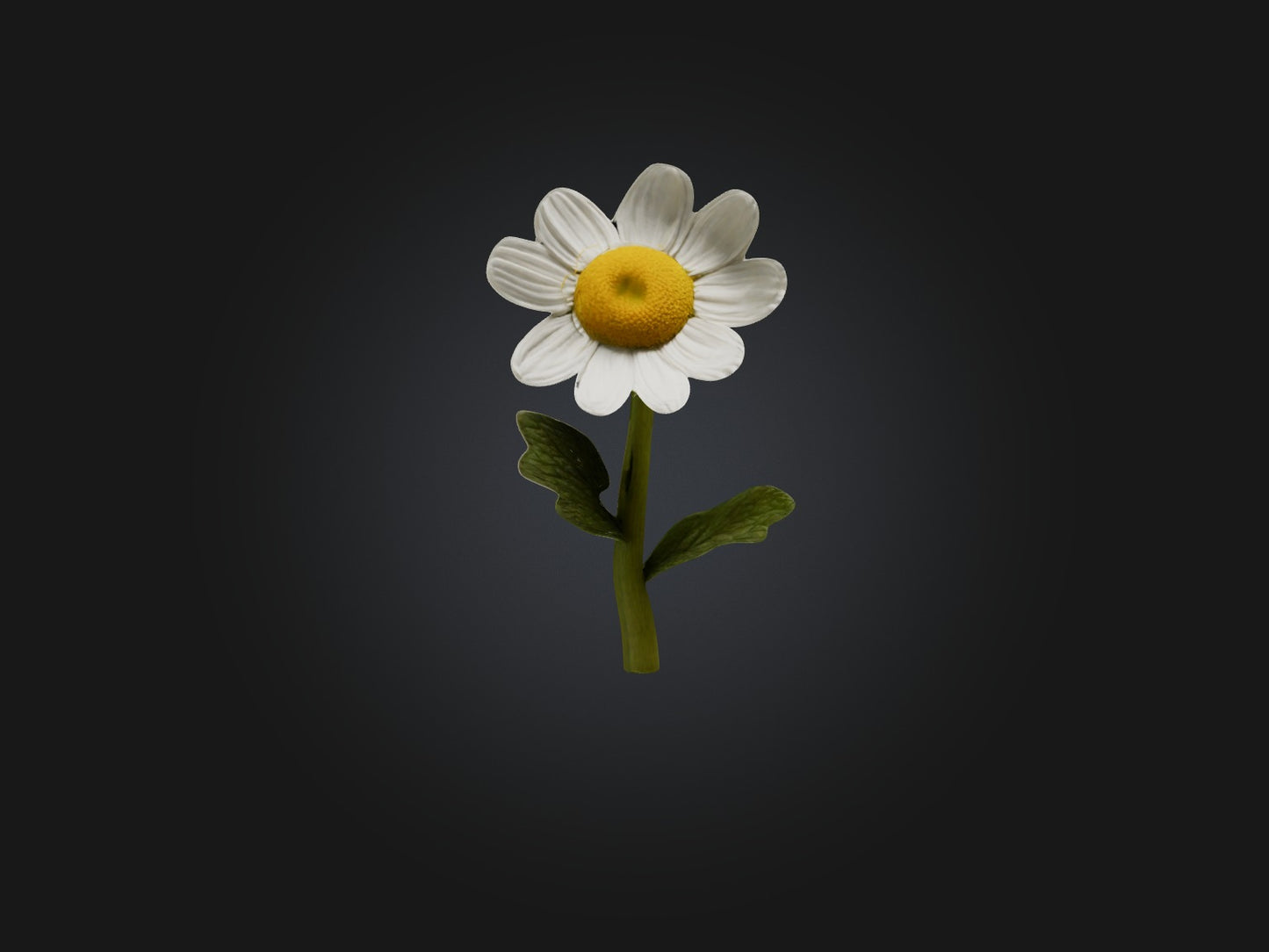 3D model Chamomile Model VR / AR / low-poly