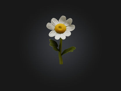 3D model Chamomile Model VR / AR / low-poly