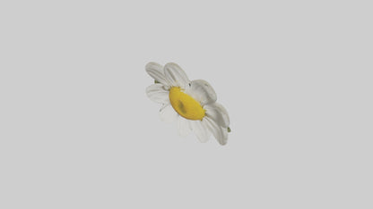 3D model Chamomile Model VR / AR / low-poly
