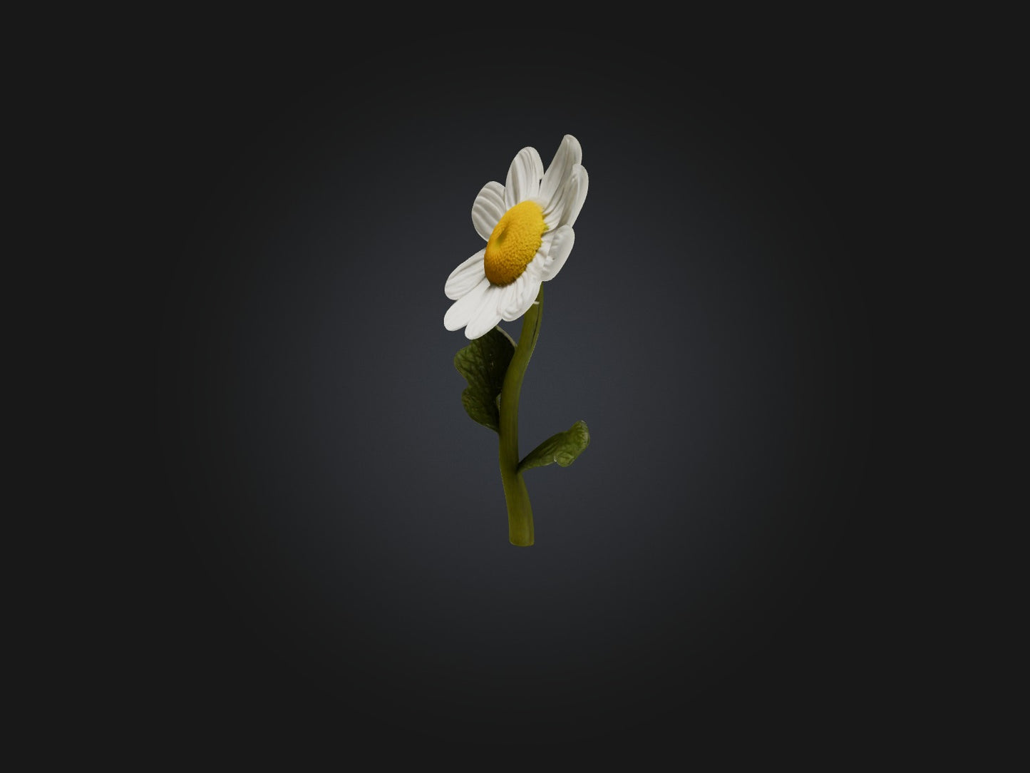 3D model Chamomile Model VR / AR / low-poly