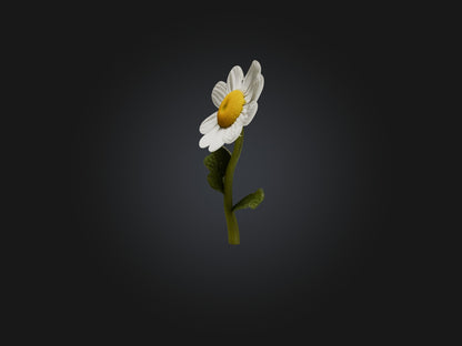 3D model Chamomile Model VR / AR / low-poly
