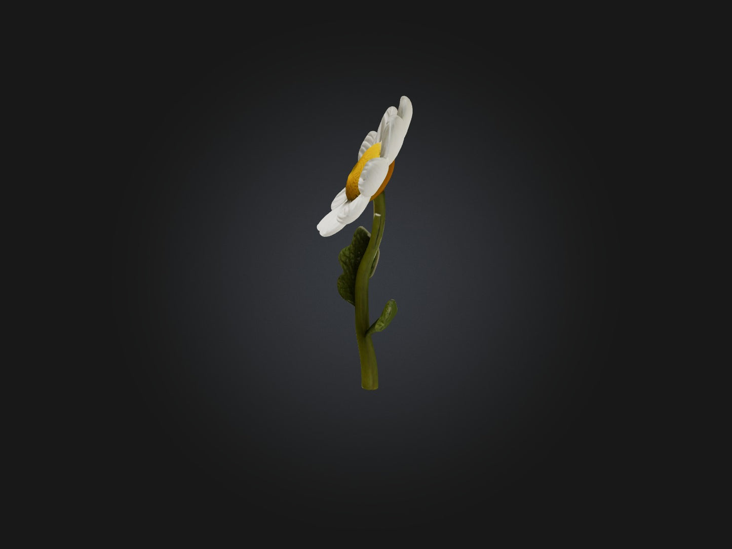 3D model Chamomile Model VR / AR / low-poly