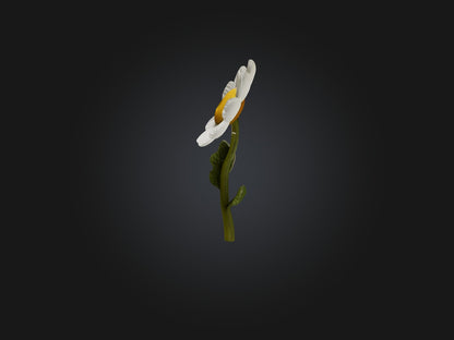3D model Chamomile Model VR / AR / low-poly