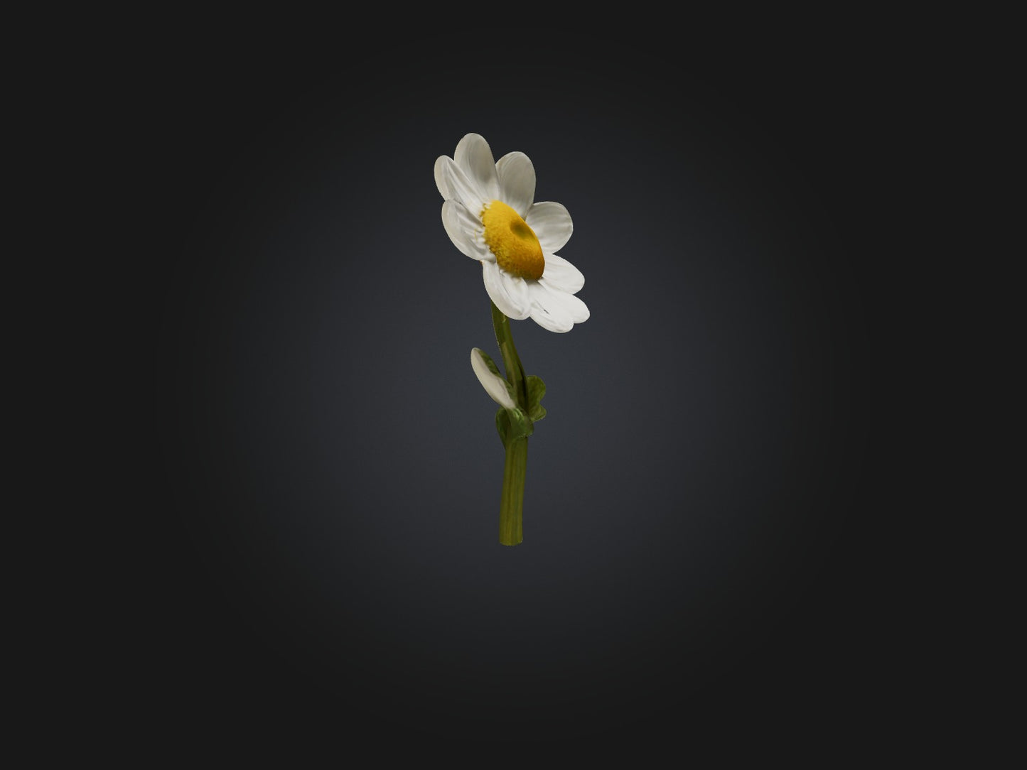 3D model Chamomile Model VR / AR / low-poly