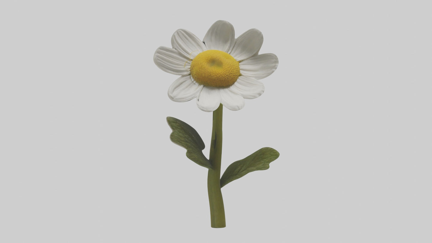 3D model Chamomile Model VR / AR / low-poly