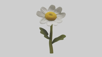 3D model Chamomile Model VR / AR / low-poly