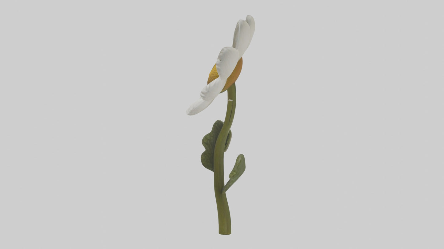 3D model Chamomile Model VR / AR / low-poly