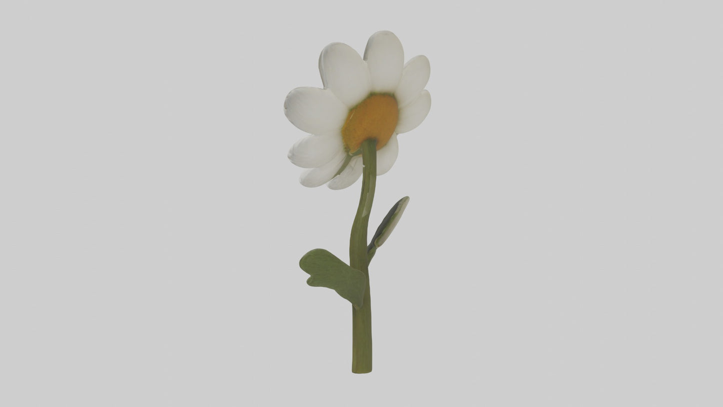 3D model Chamomile Model VR / AR / low-poly