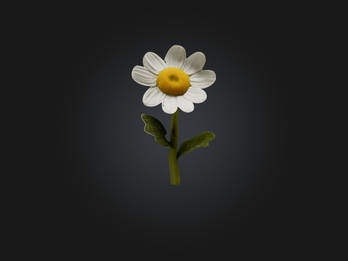 3D model Chamomile Model VR / AR / low-poly