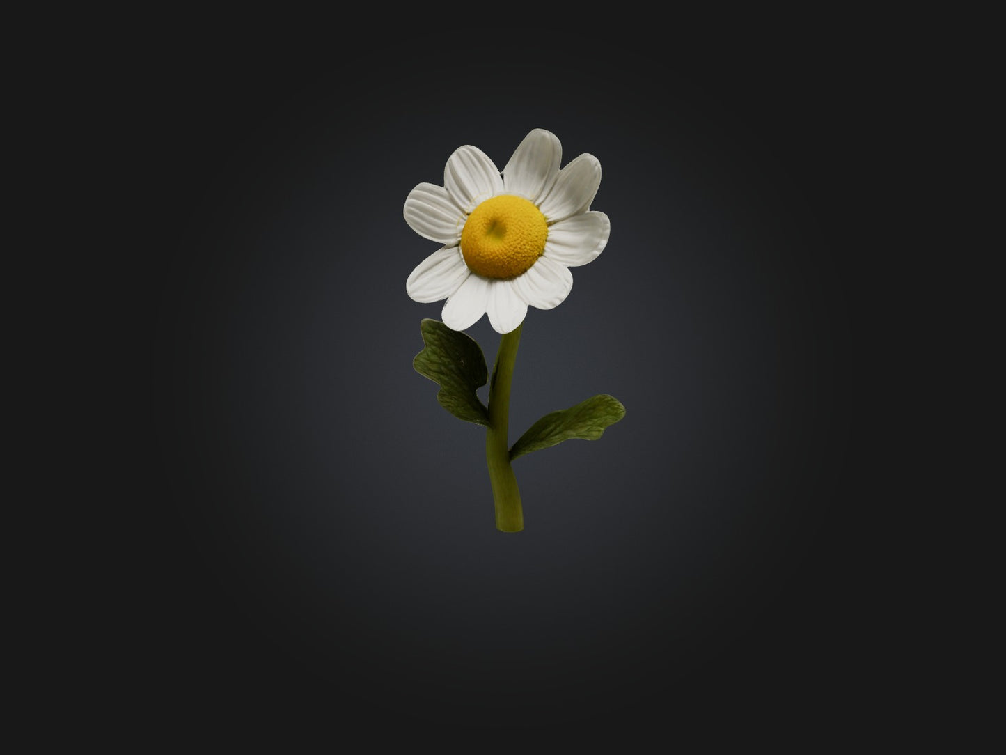 3D model Chamomile Model VR / AR / low-poly